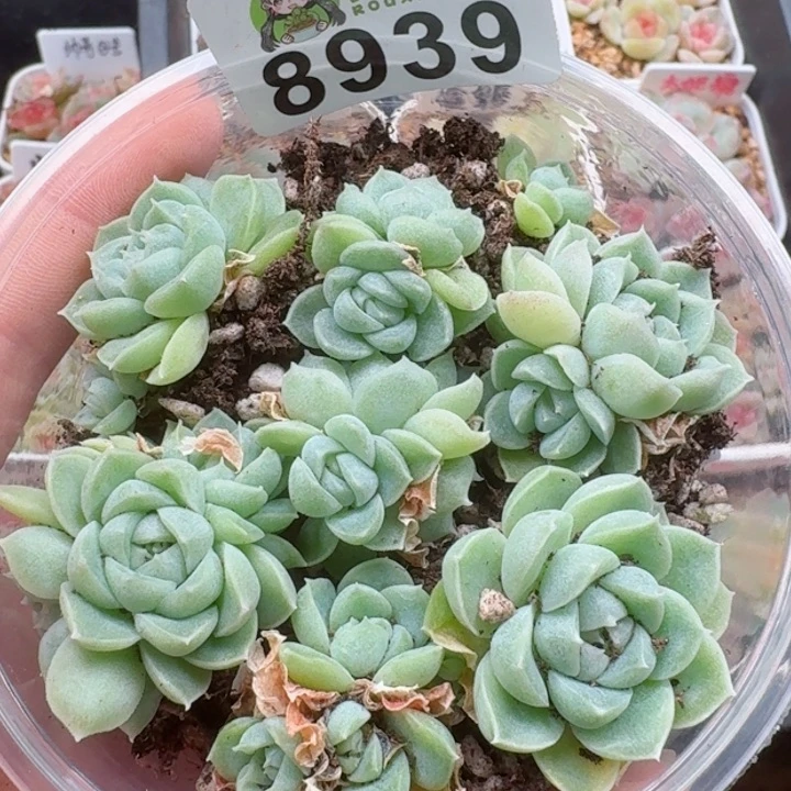 多肉植物多肉植物
