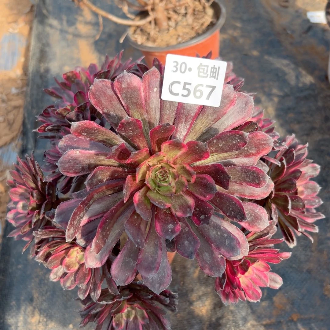 567红金刚多肉法师