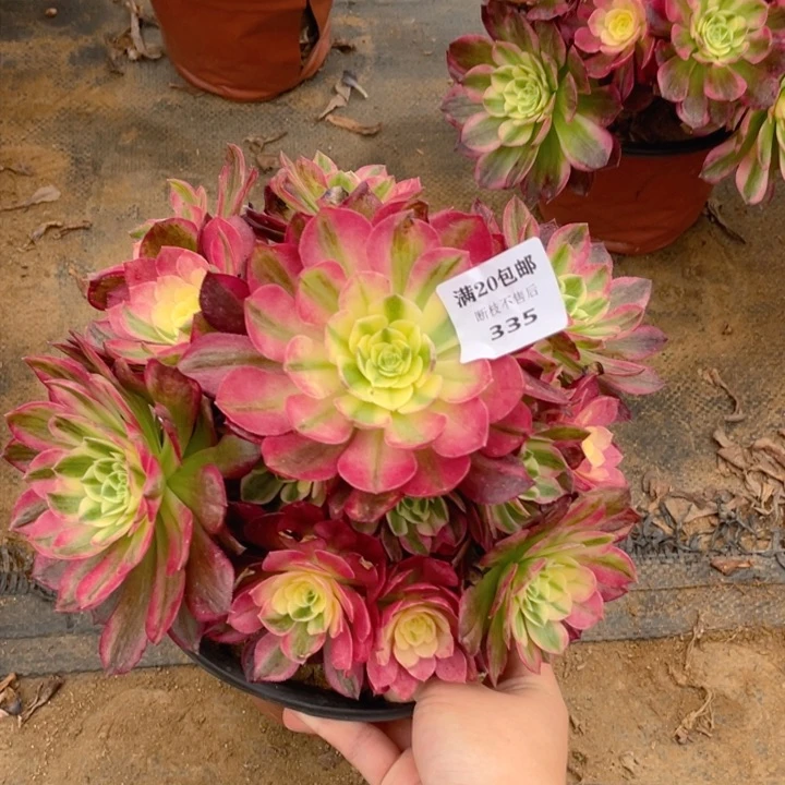 335海仙法师多肉断枝不售后