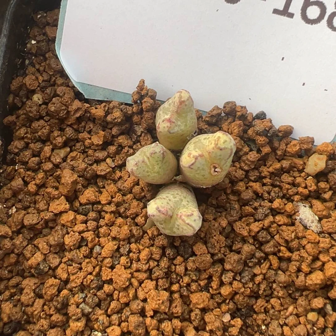 十**i20-168肉锥多肉植物，