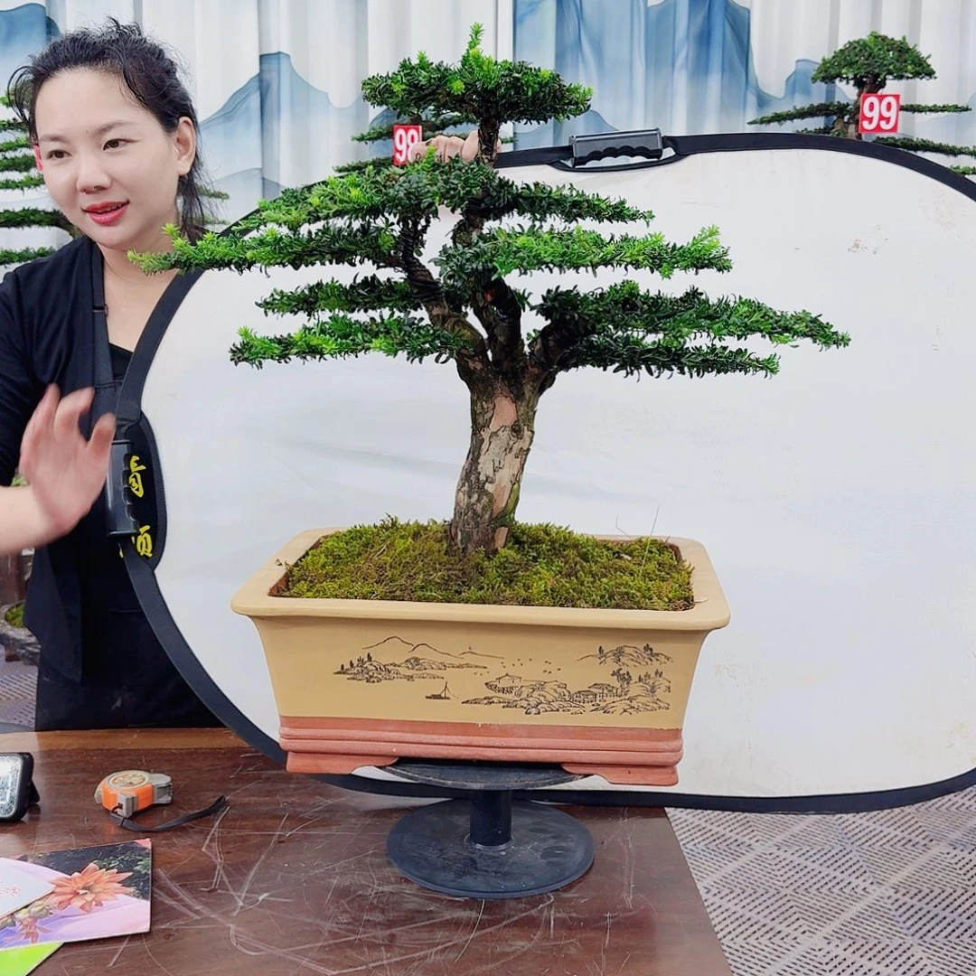无花朵罗汉松一物一拍888