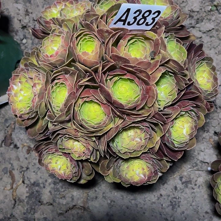 无花朵雨荷法师26—40包邮