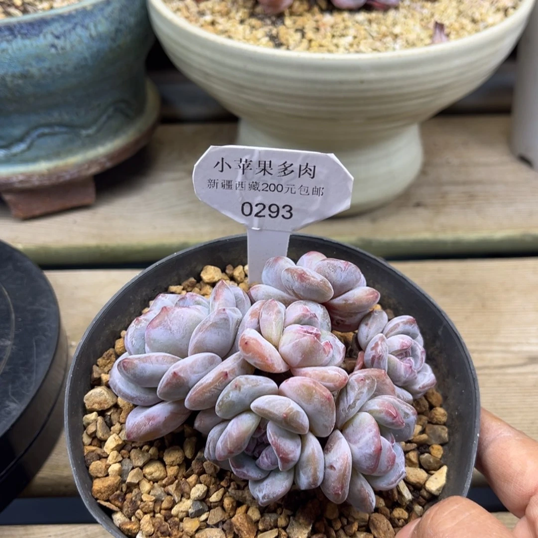 绿底紫心293/9cm6头