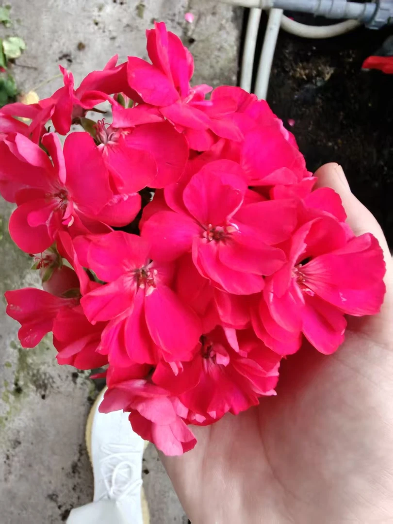 【红团团】直立重瓣天竺葵中苗带花苞花型紧凑新手必入花卉盆栽