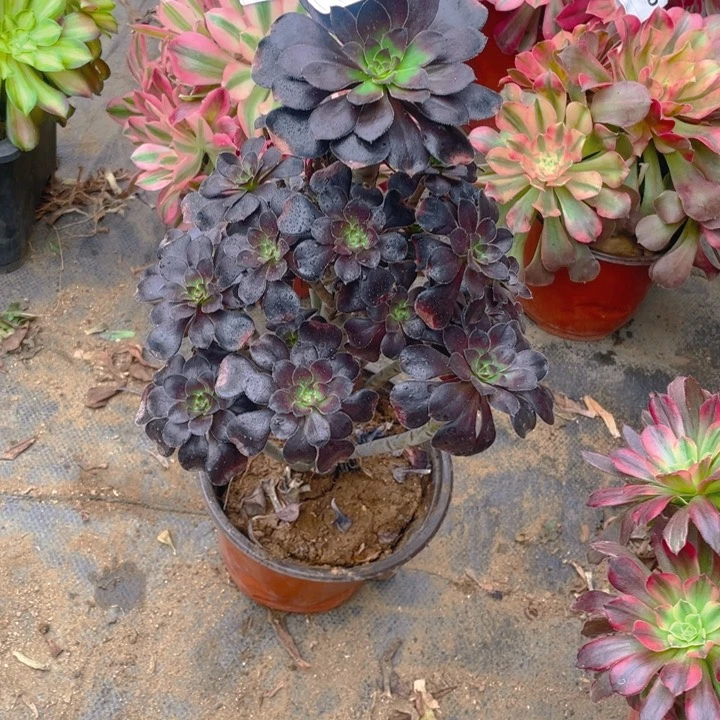 多肉红酒杯玫瑰法师142