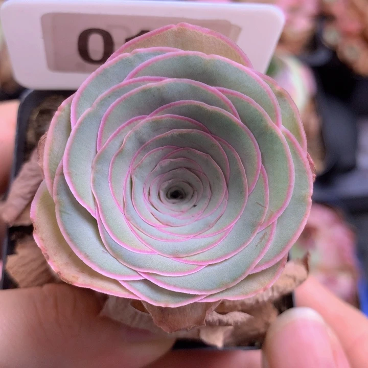 一物一拍恋红尘017