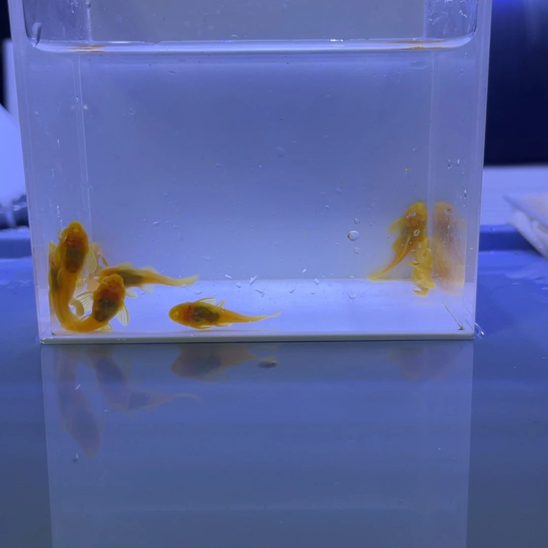 孔雀鱼胡子十条开箱视频报损