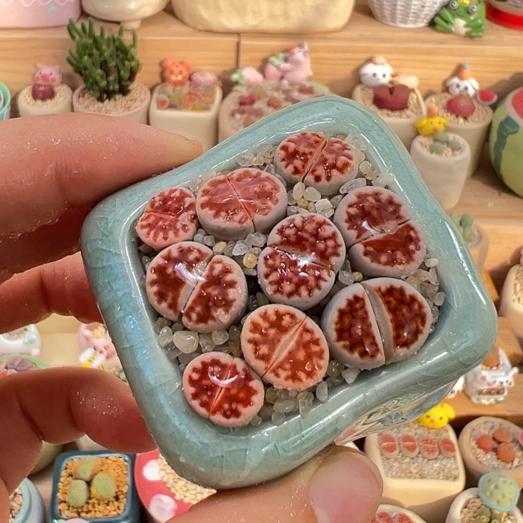 多肉植物6号橘色屁屁花