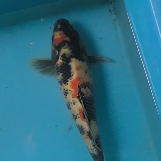 锦鲤锦鲤顺丰到付不包邮
