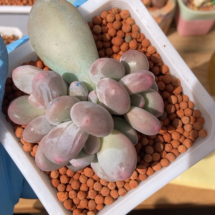 大叶奶酪锦多肉植物