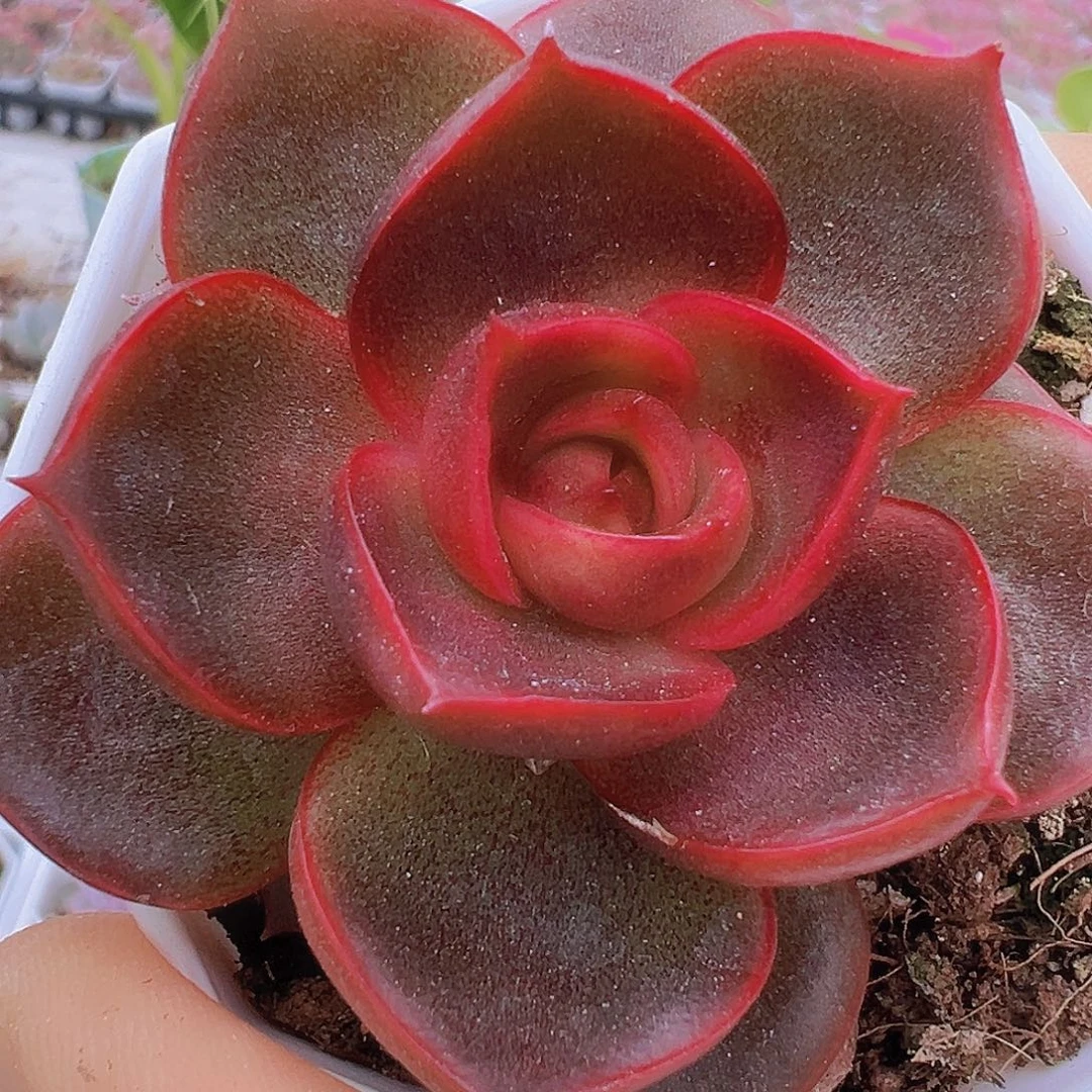 八角盆红灯19包邮多肉