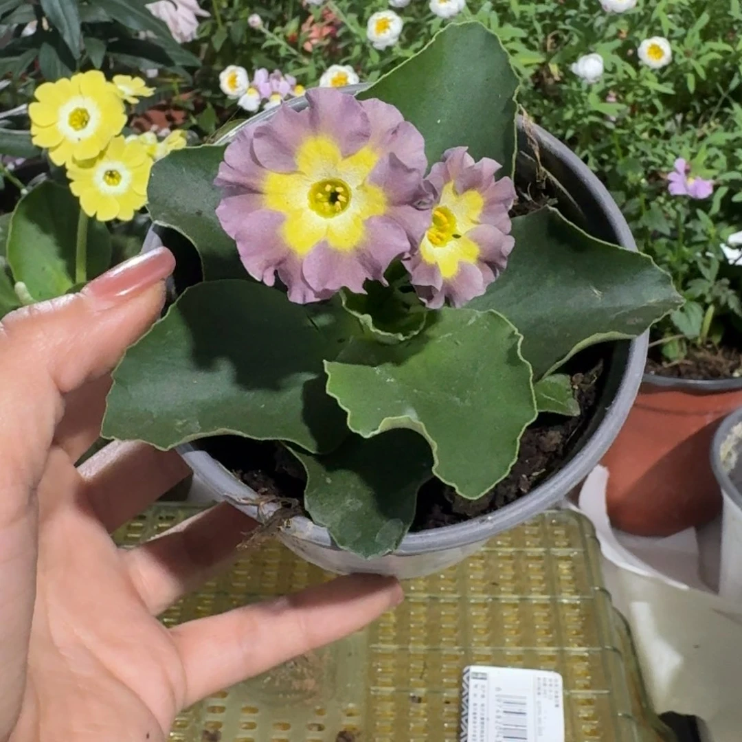 一物一拍耳叶报春A303