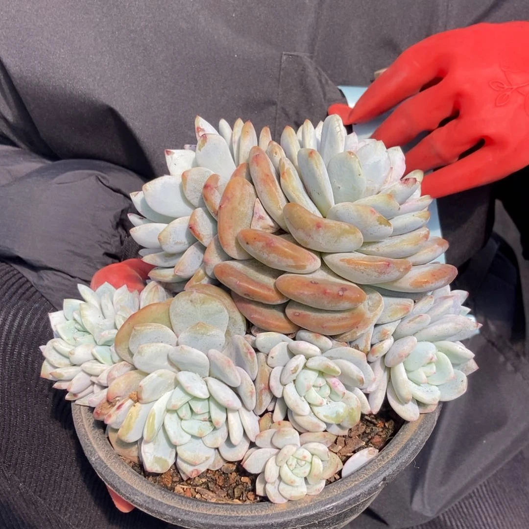 11.64星影一物一拍