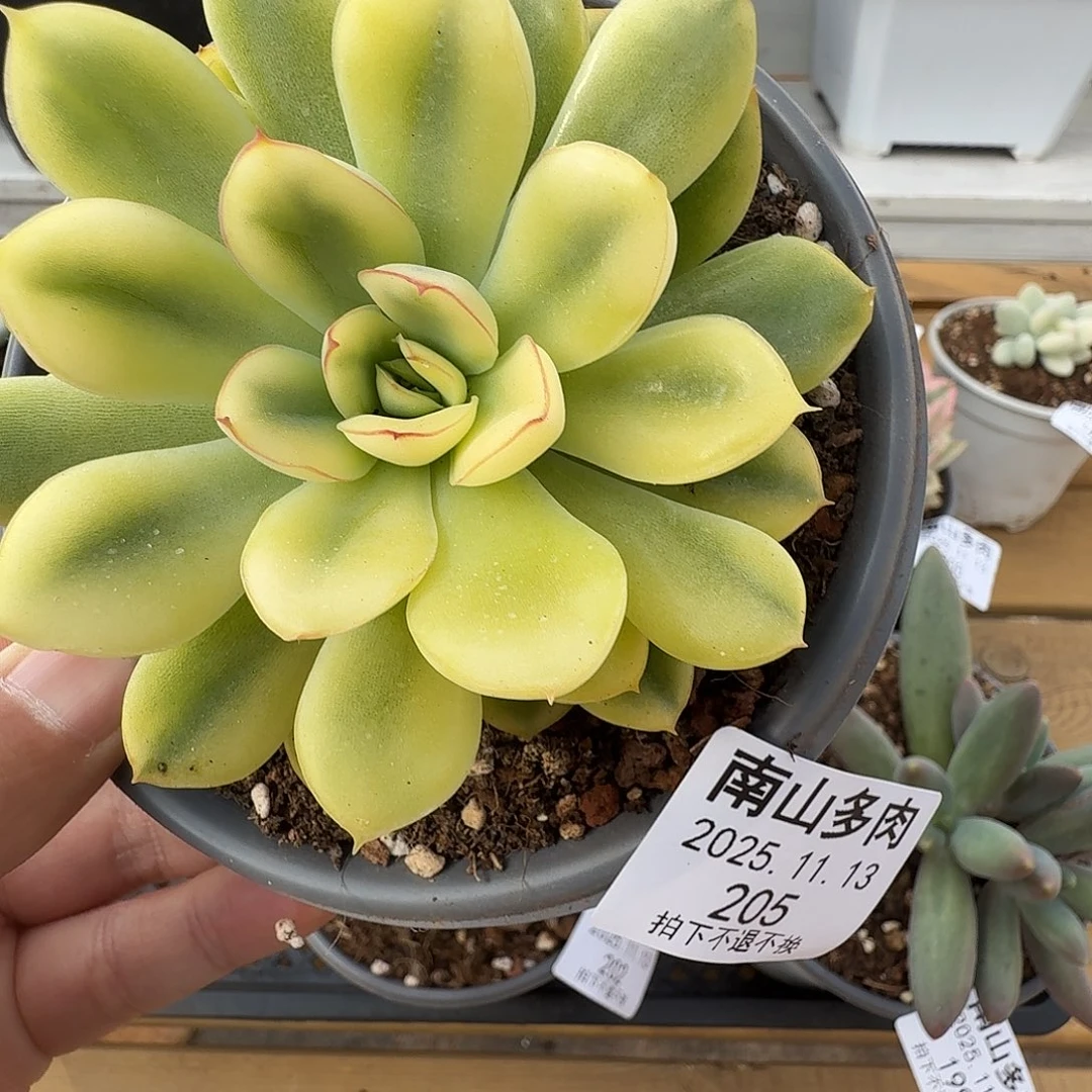 荷花锦111111113-205