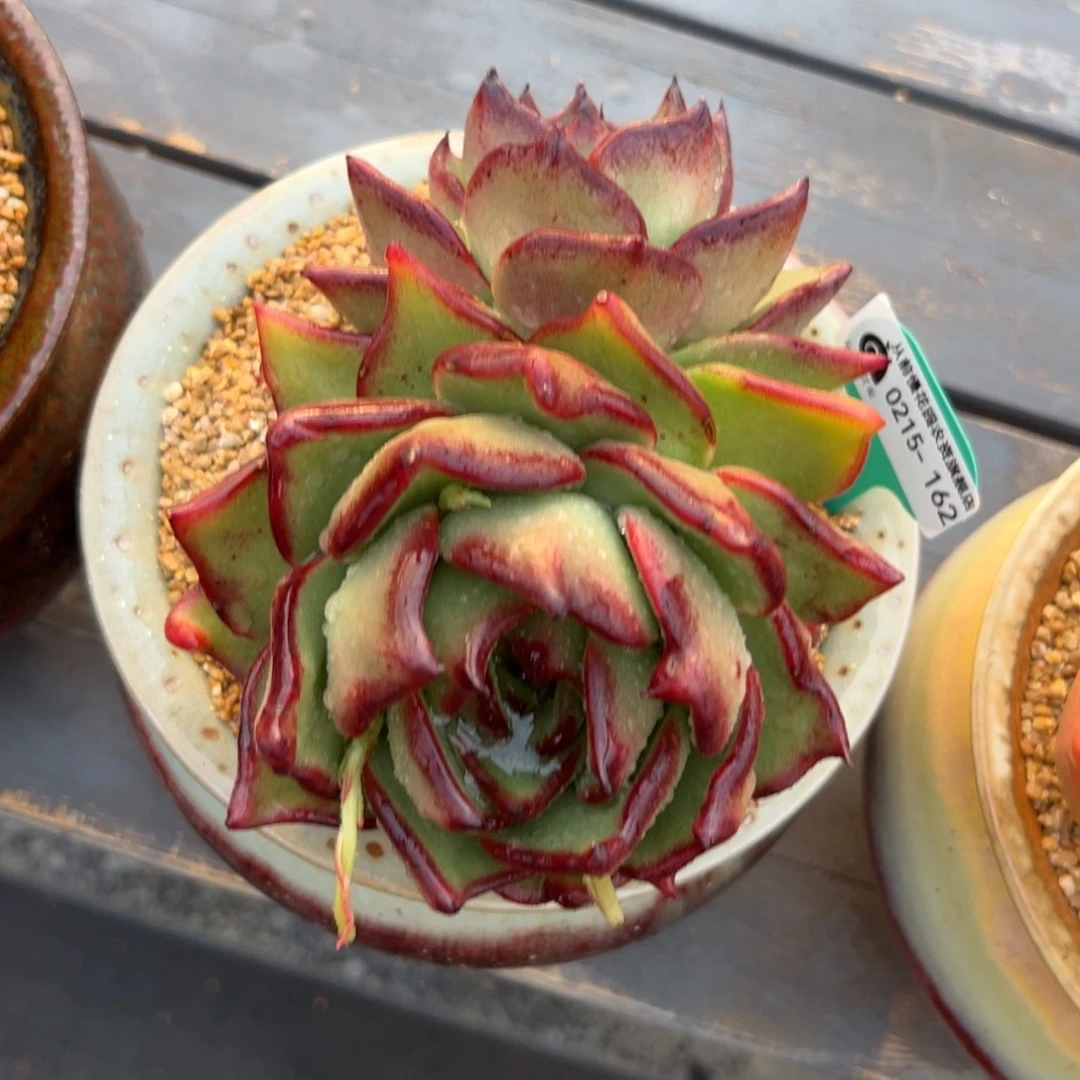 多肉一物一拍0215-162