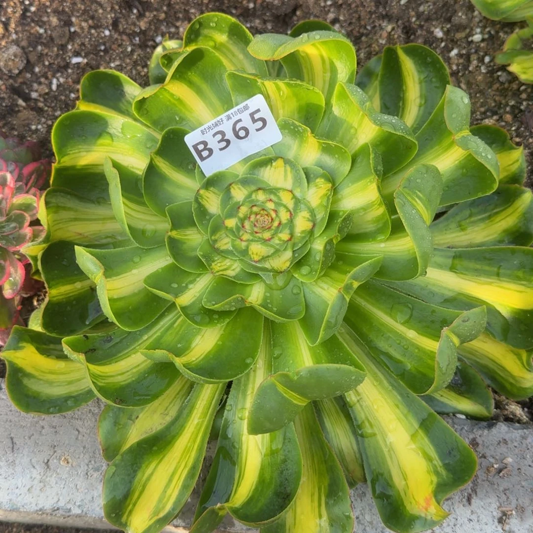 365暴君。多肉植物