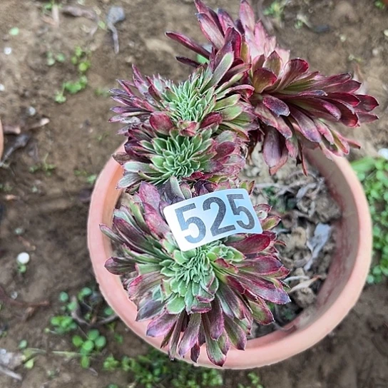 合***欢多肉植物一个彩525