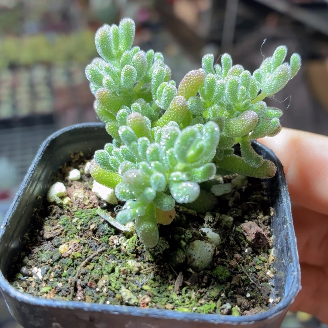 冰晶枝干多肉9.9包邮发货