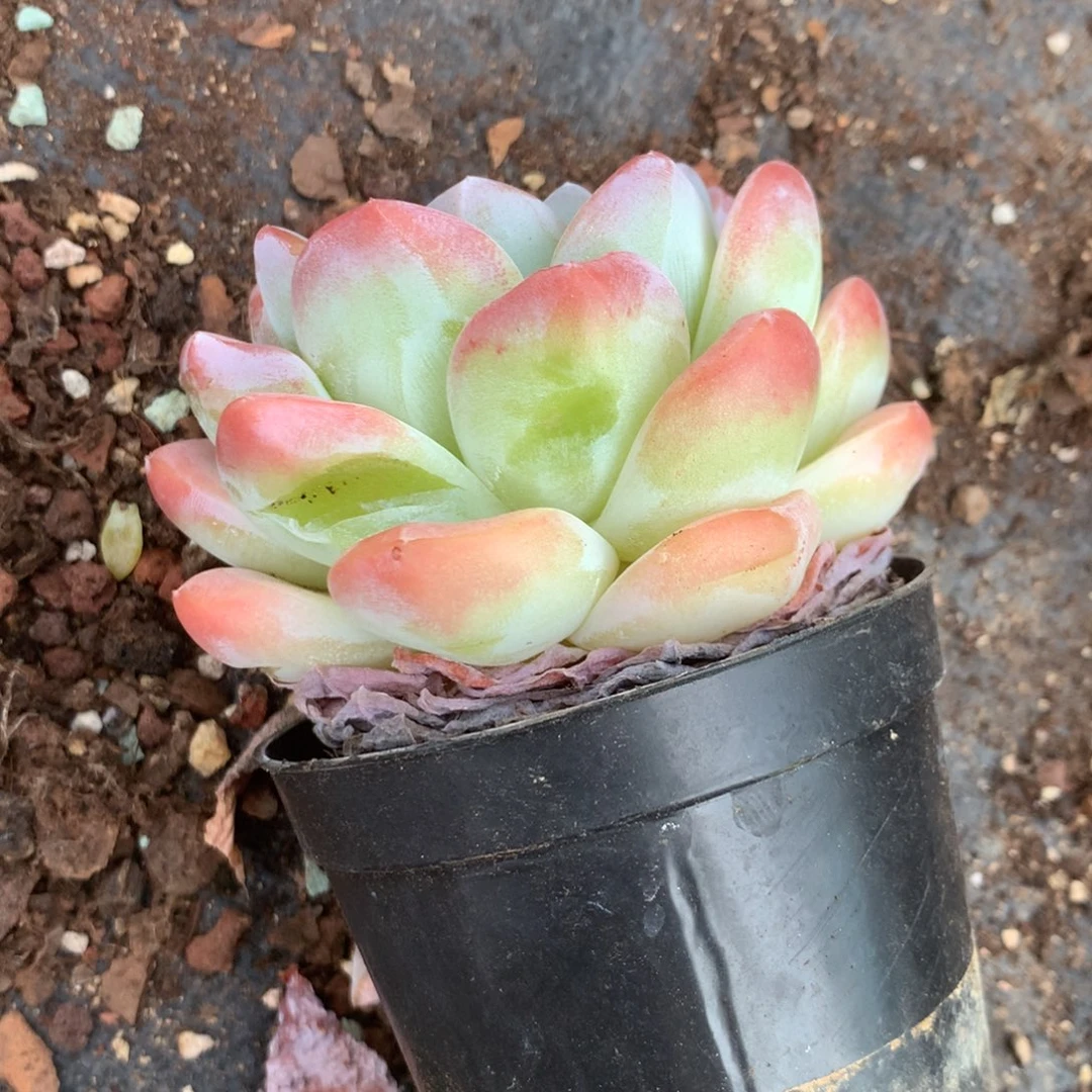 中通是快递小哥我好给问