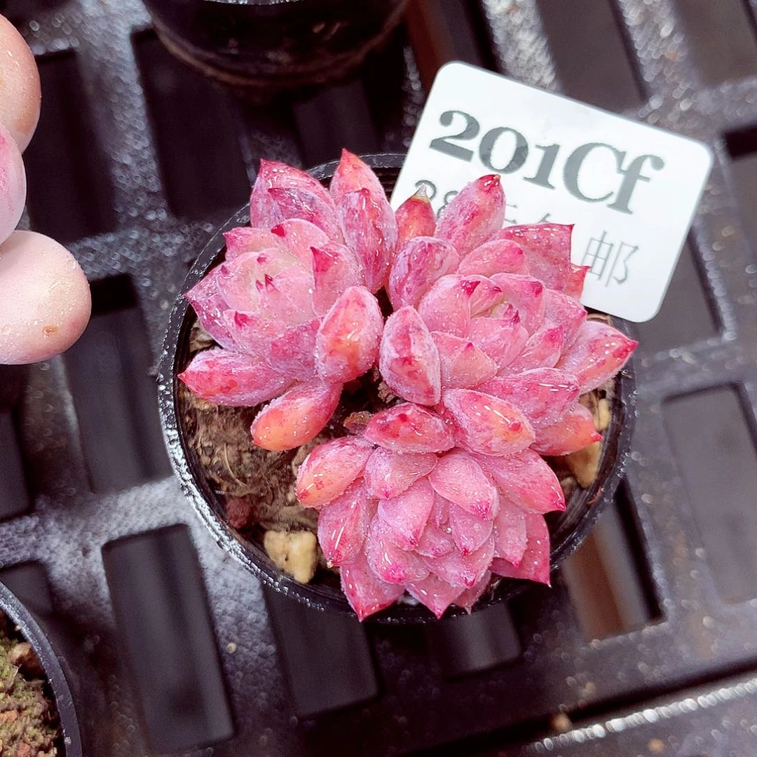 5厘米盆精控多肉201