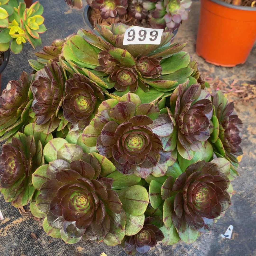 【闪购商品】999万拉斯多肉