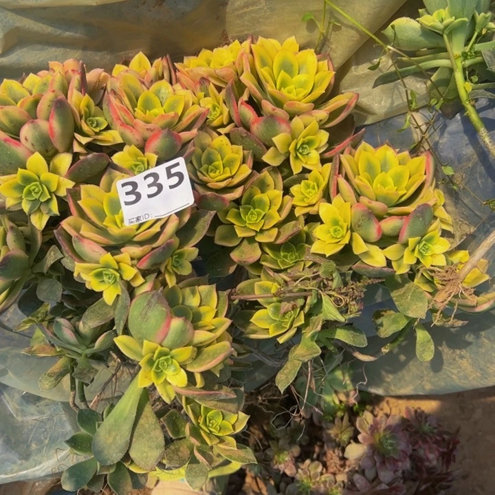 艳日灰砍头多肉植物335