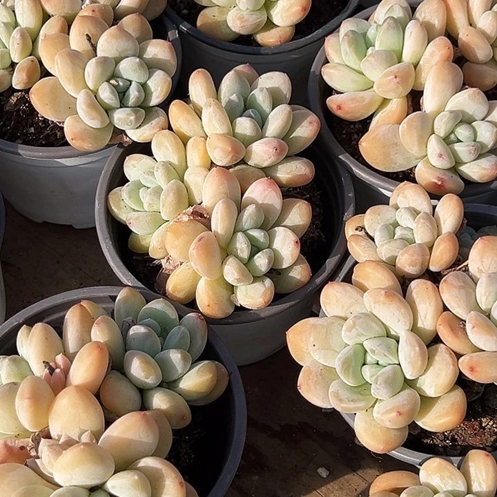 多头         奶油      美人