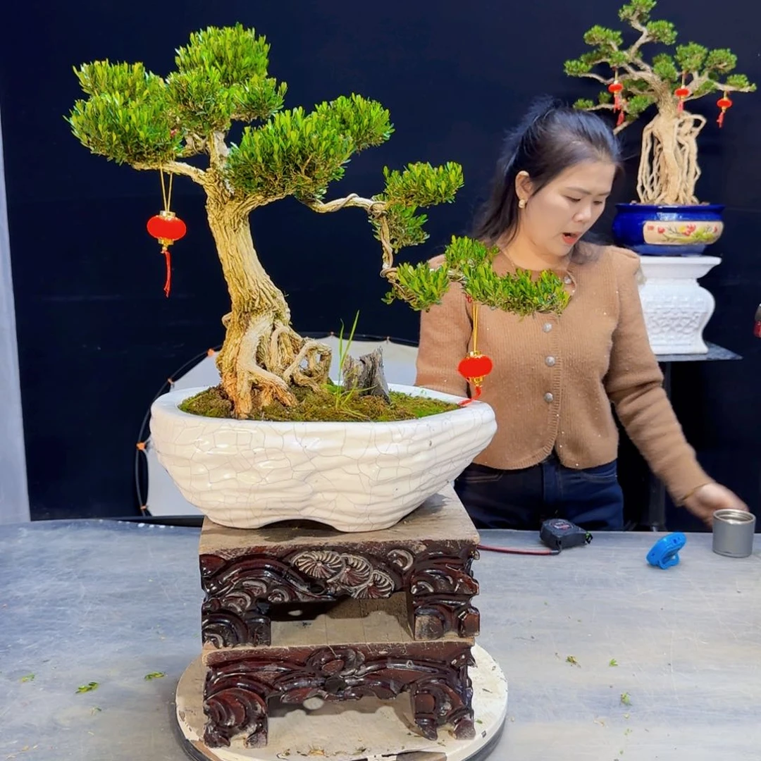 高端盆景艺术作品