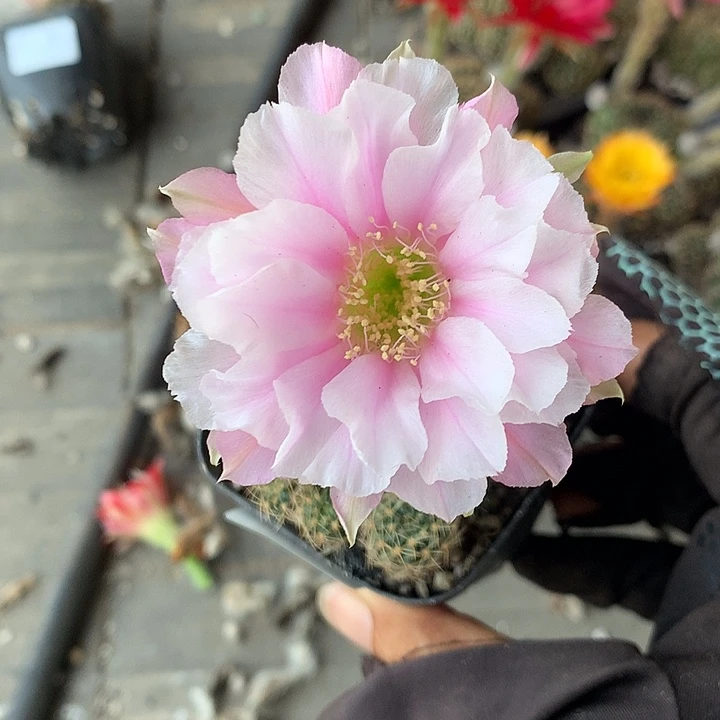 696 侧芽自根丽花6厘米盆