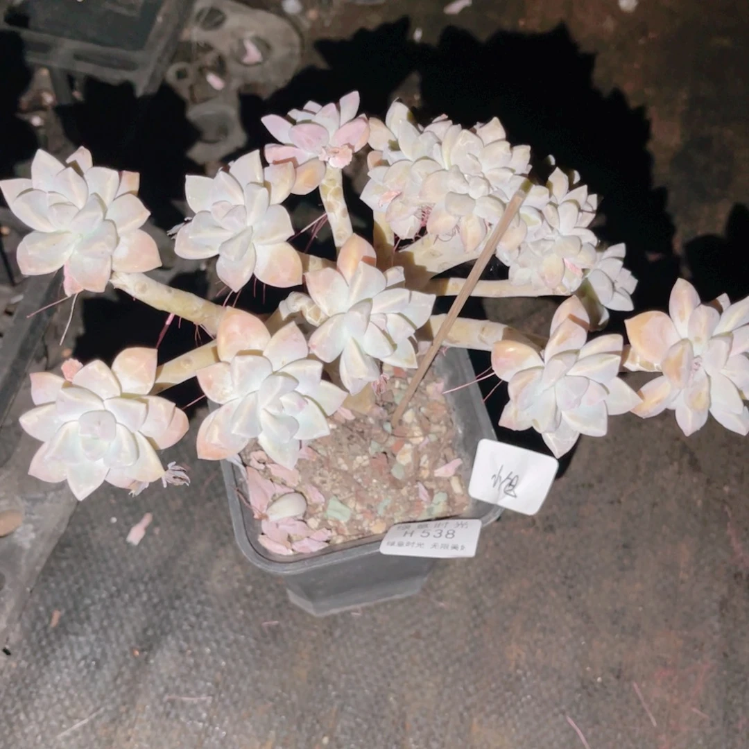 哎***旭538 带陶瓷盆发货 满28包邮