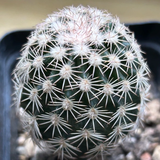 皇冠虾实生仙人球块根多肉植物绿植盆栽花卉龙舌兰卧牛