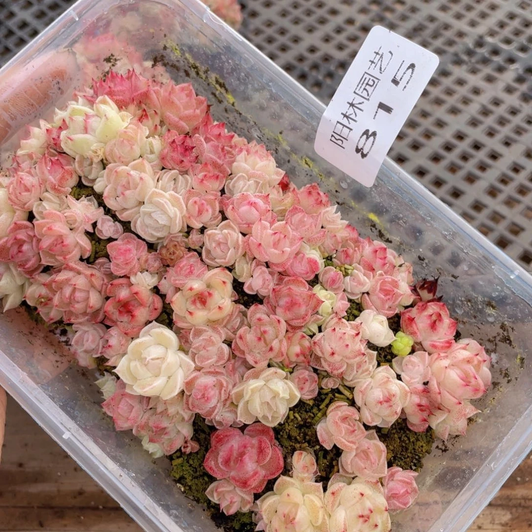 多肉植物多肉植物815