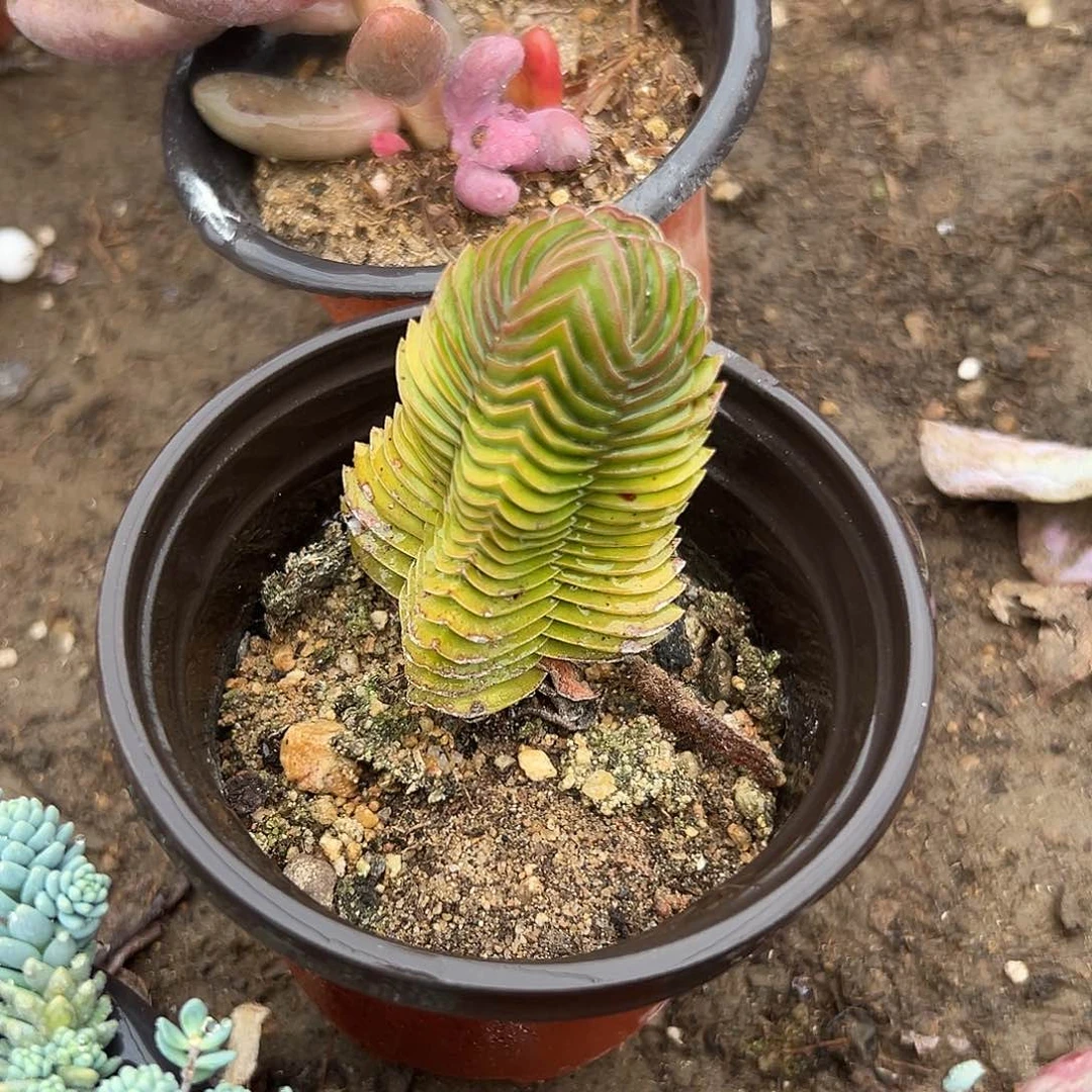 多肉植物多肉植物