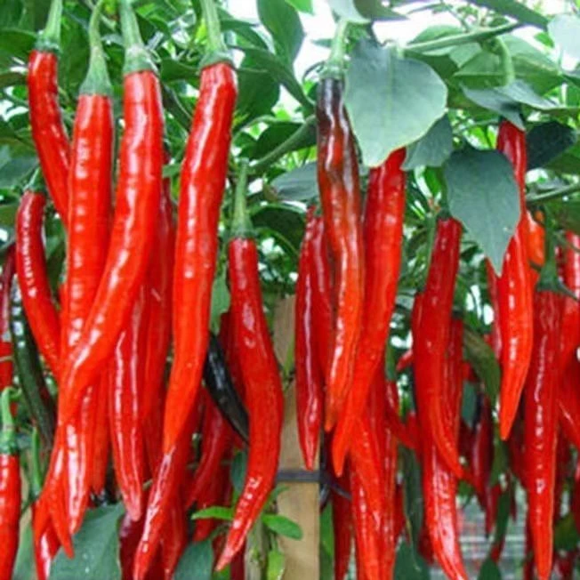 香辣二荆条辣椒种子线椒青红线椒蔬菜种子椒蔬菜籽
