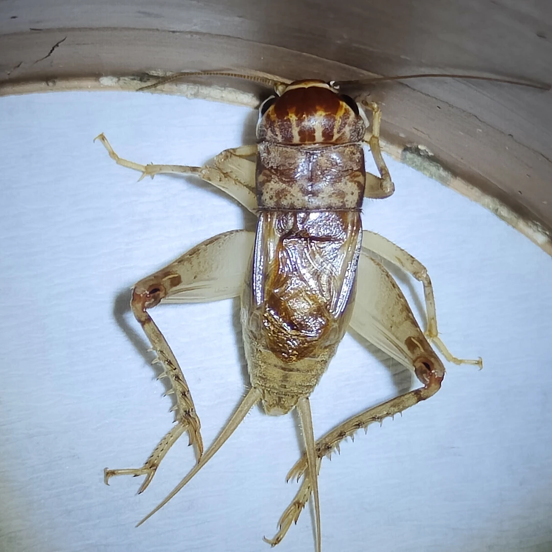 冬版蟋蟀红大头蟋蟀