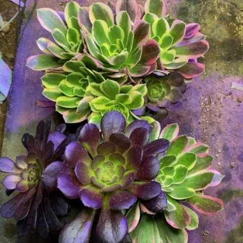 两盆多肉植物4730