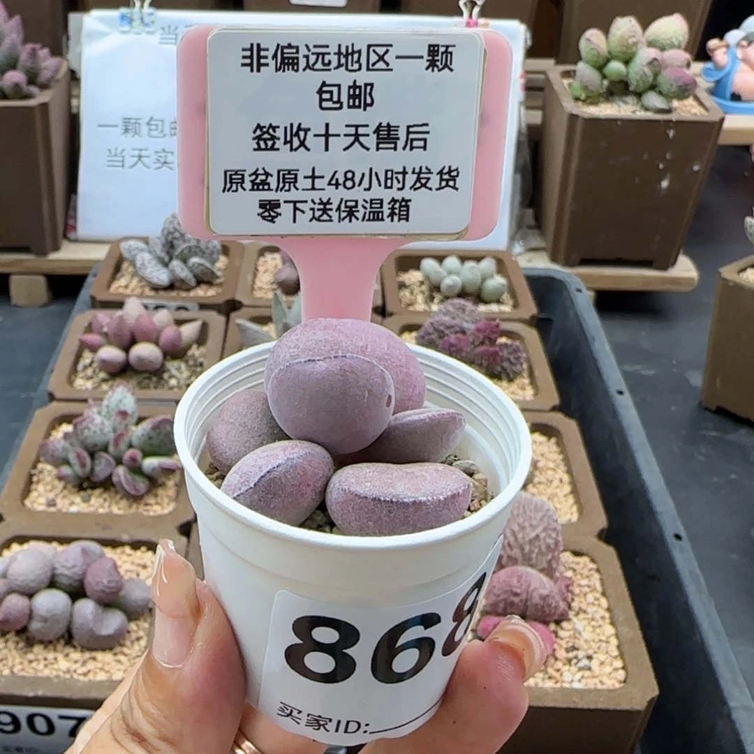868球球紫蛋多肉植物