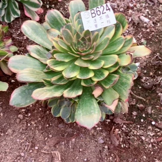 多肉植物624对肉