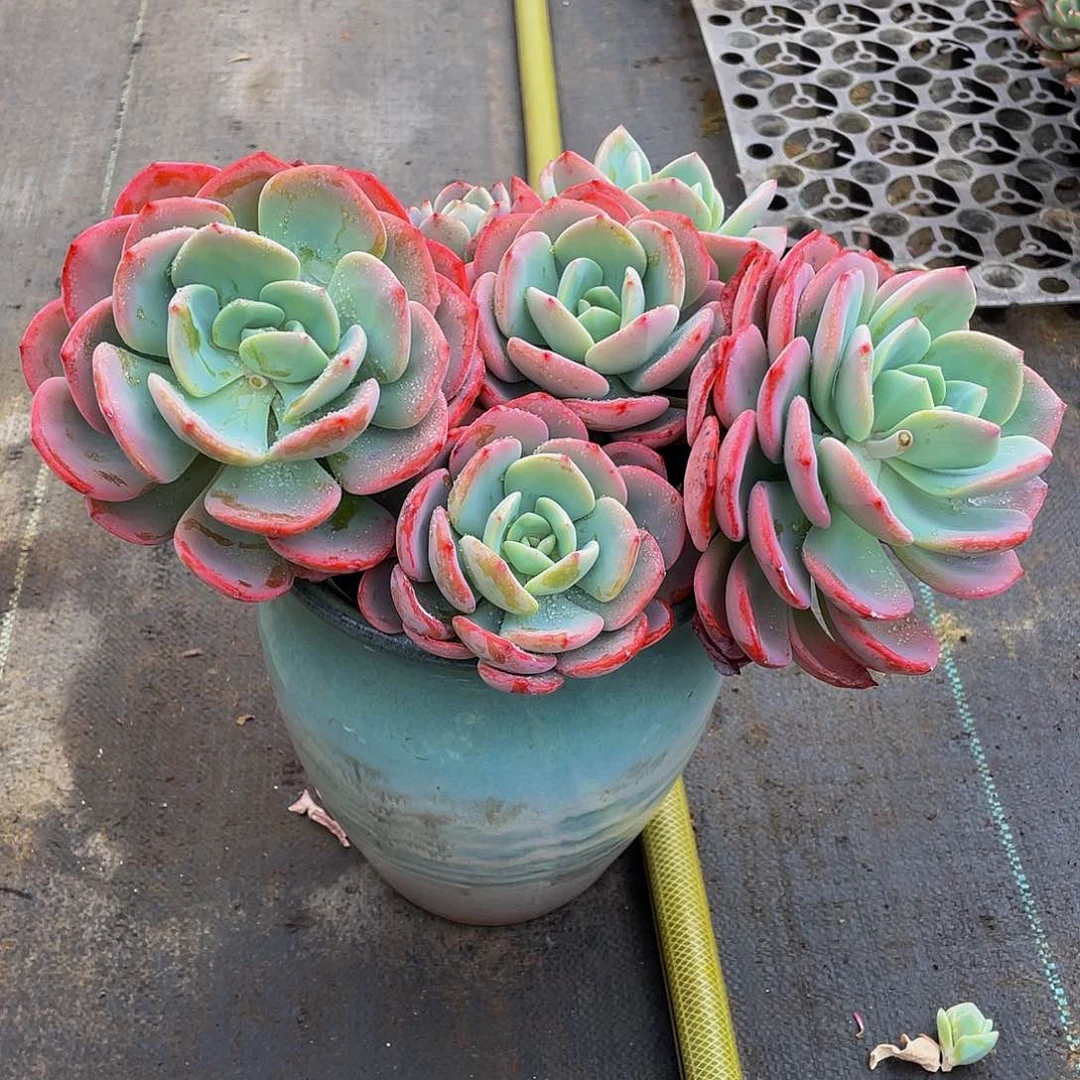 奇**术白月光多肉植物