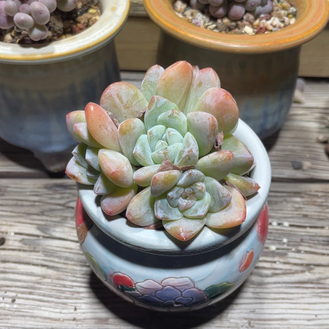 冰玉植物多肉植物