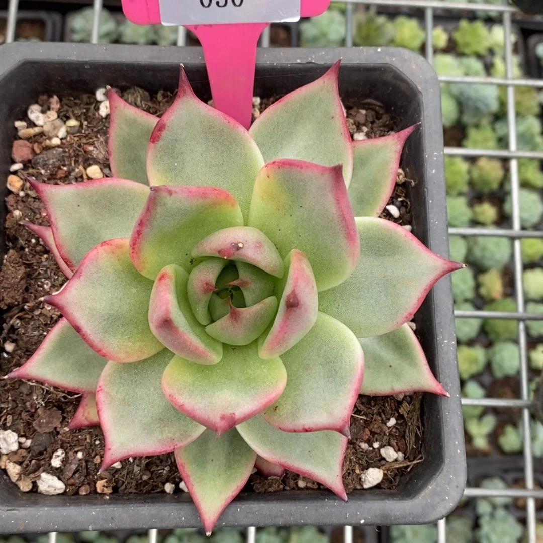 x050-多肉植物 东云带锦