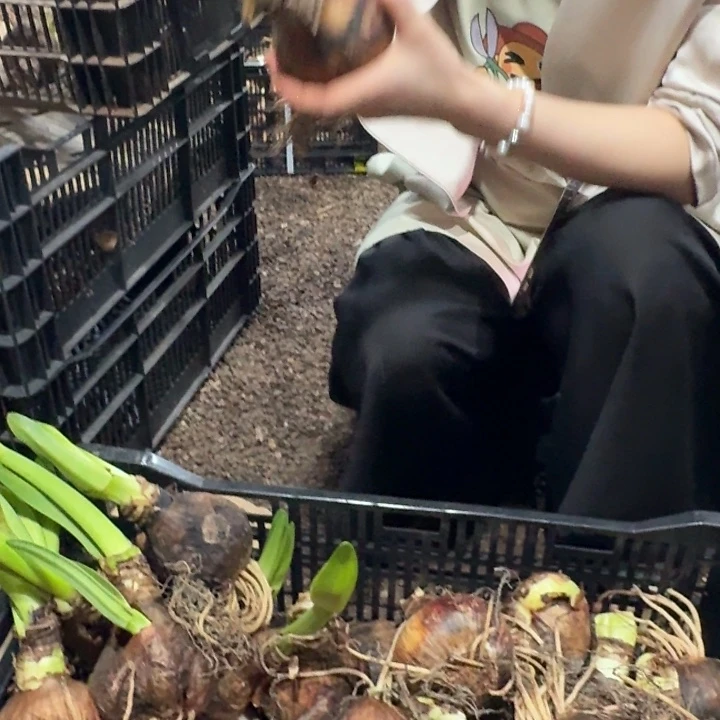 星王直径8cm进口球