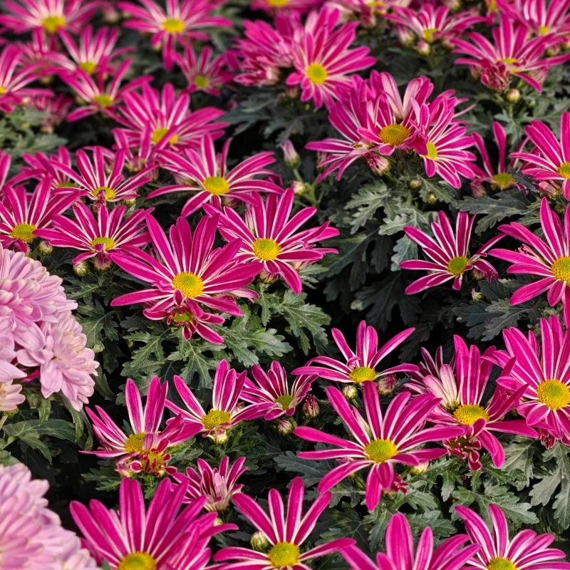 新款油墨画雏菊盆栽带花苞宿根花卉多年生庭院阳台新手好养新