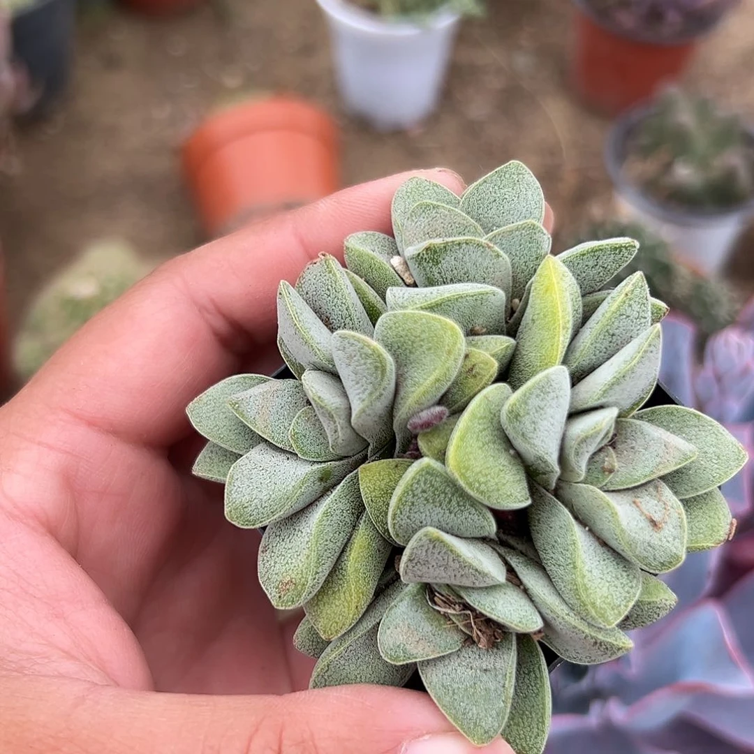 多肉植物多肉植物