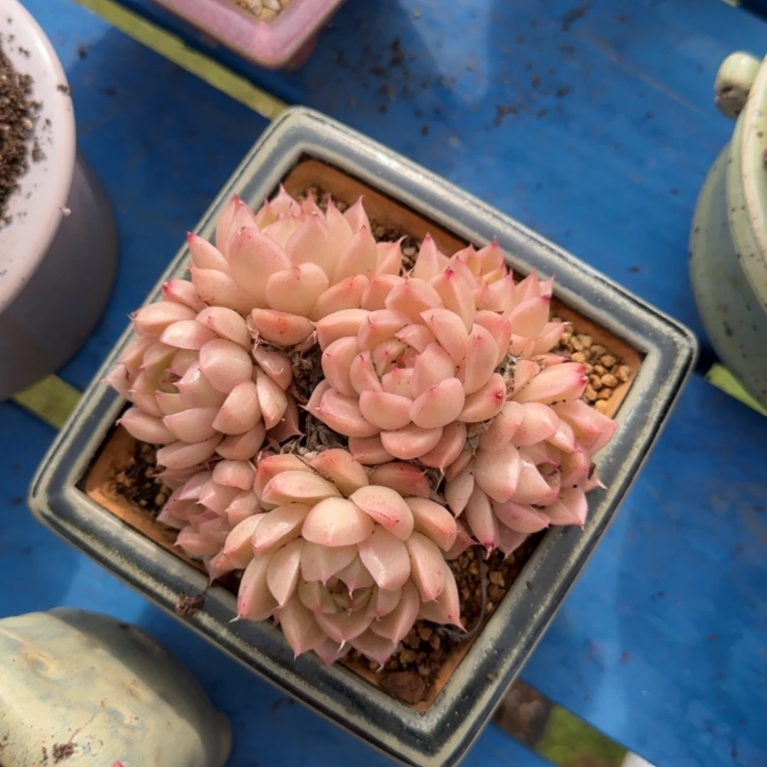 今年冬天更想染发膏吃饭的031