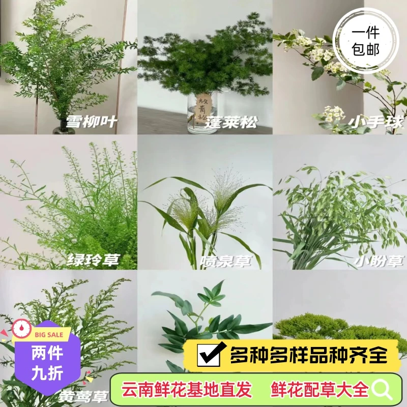 尤加利喷泉草小盼草绿铃草绿毛球黄莺九星叶红豆云南鲜花配草大全