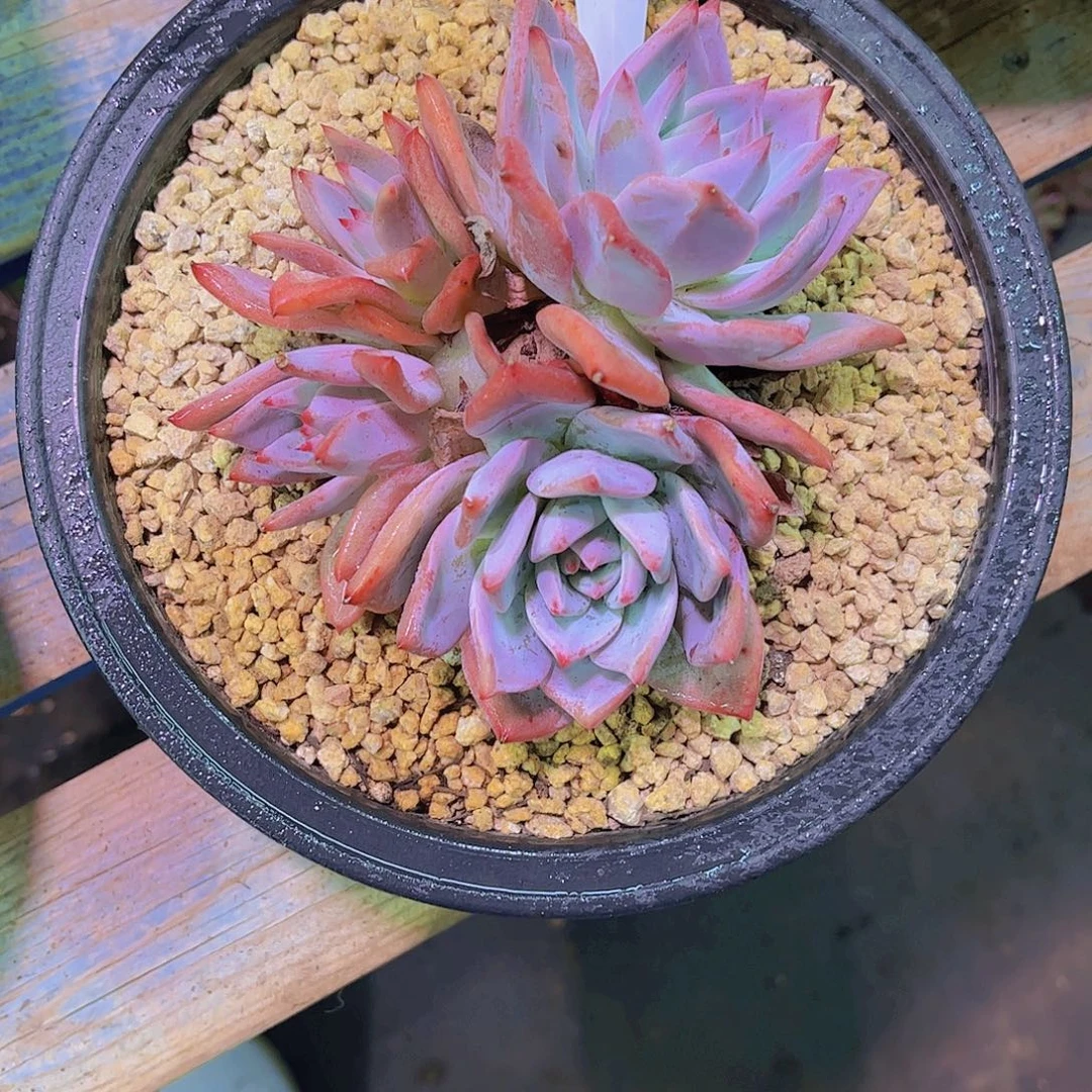 一***分祖母绿608一颗一物一拍