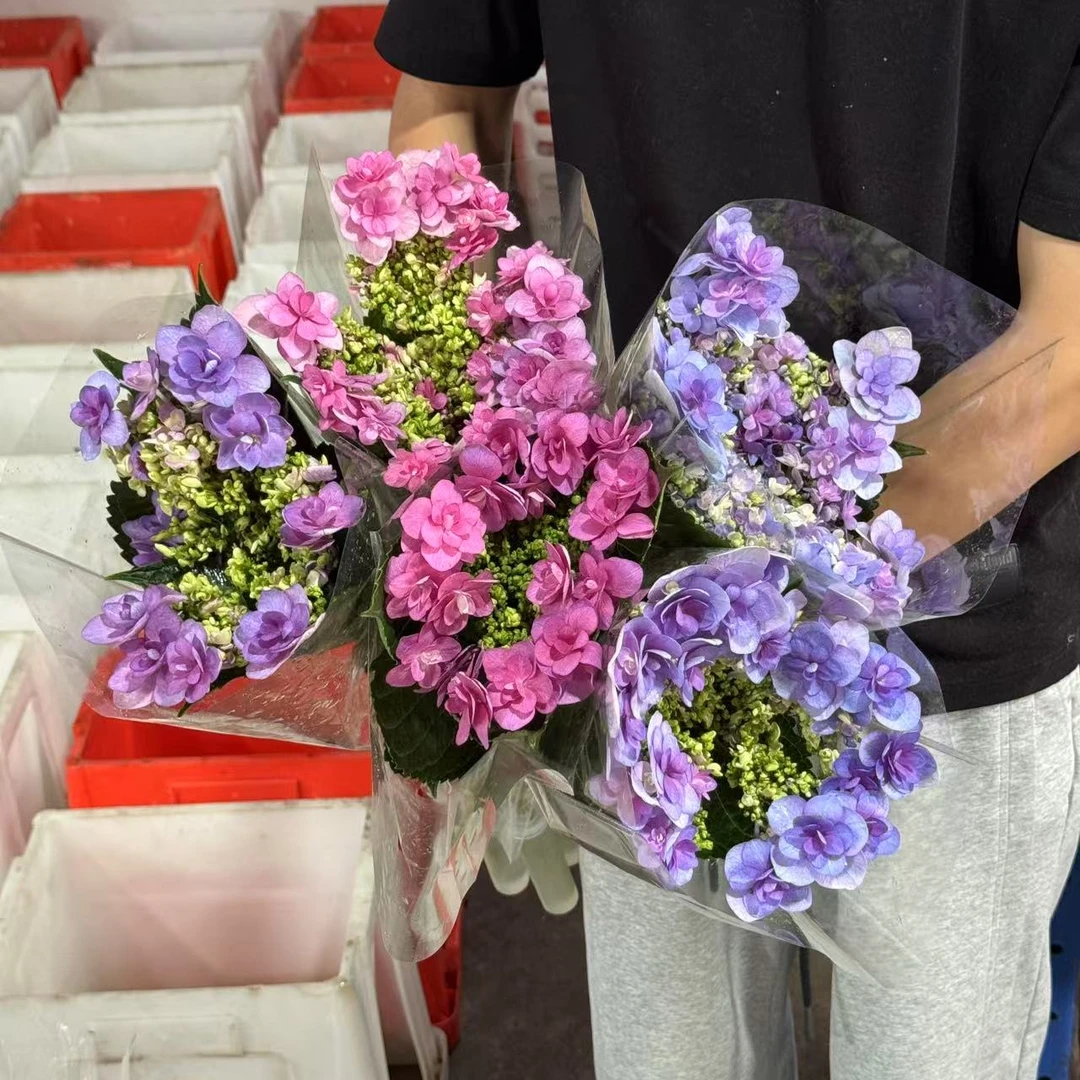 【杨苏莹花房】可可绣球2支 鲜切花云南鲜花任意花材两单顺丰空运