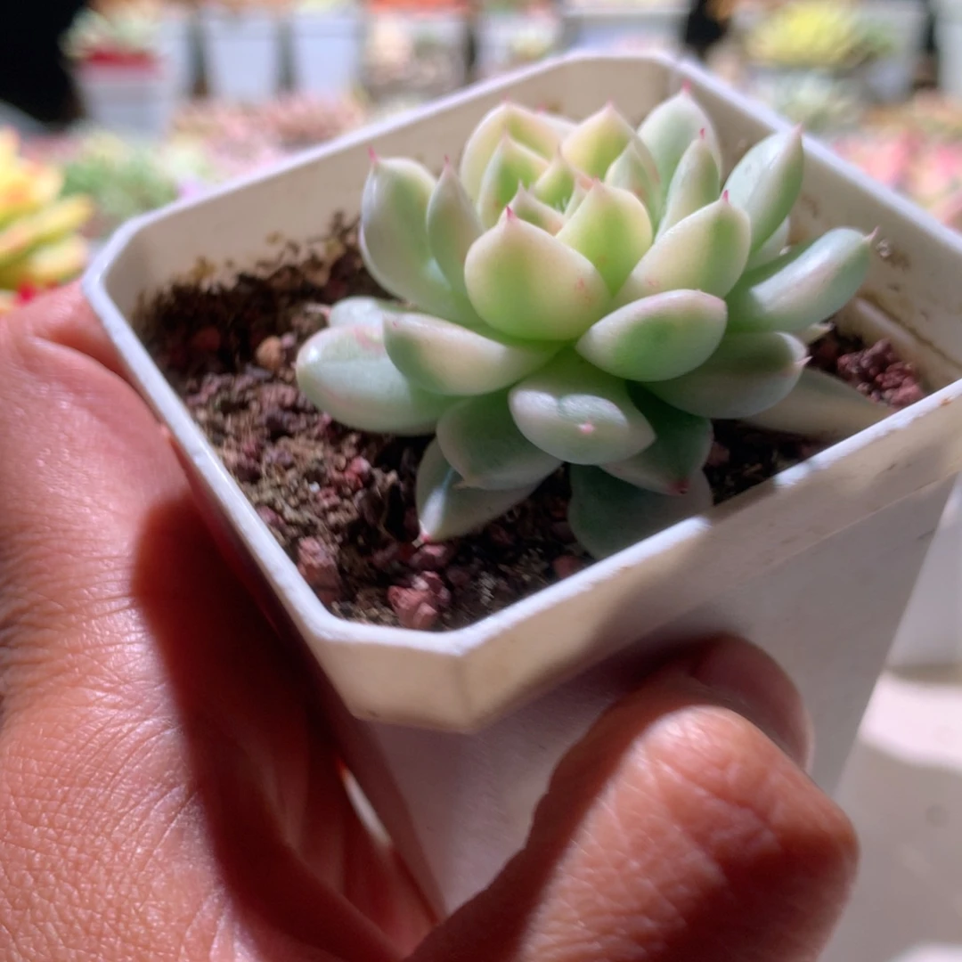 阿尔巴西施白覆轮锦