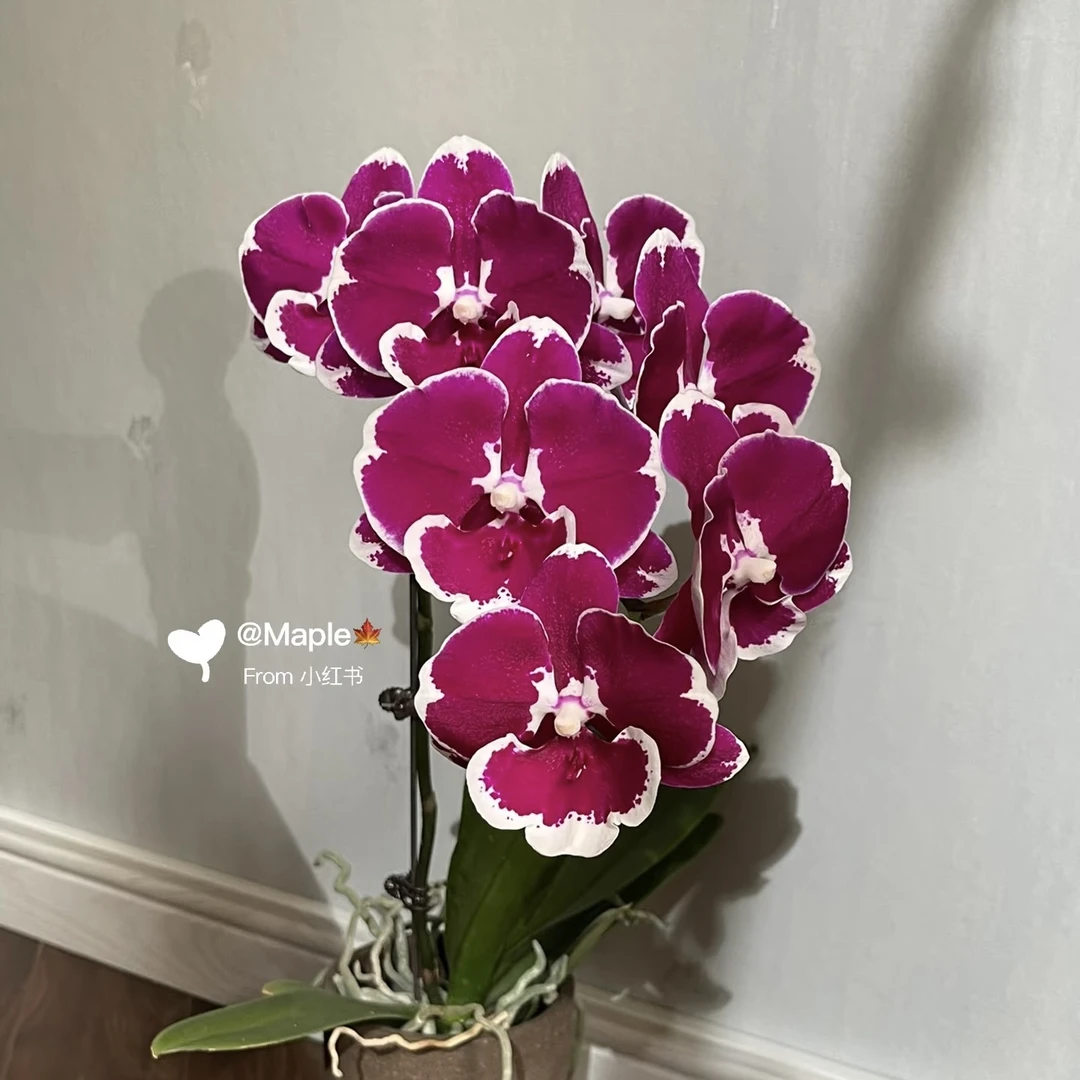 9号兰业【美琪黑天鹅】3.5加高苗 无花无梗 根系一般